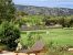 provencal house 18 Rooms for sale on EYGALIERES (13810)